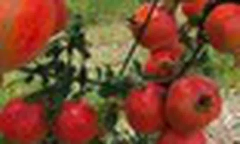 Tin vui cho 'tín đồ' trái cây ngoại: 2 loại quả nổi tiếng của Ấn Độ sắp vào Việt Nam, hứa hẹn giá 'vừa túi tiền'