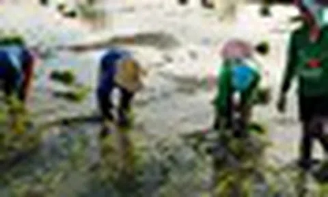 Buồn của quốc gia nhập khẩu gạo lớn nhất thế giới: Sản lượng nội địa sắp giảm mạnh gần 1 nửa, nông dân chịu cú sốc kép