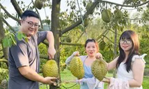 Sầu riêng ở đất đảo Phú Quốc giá cao, hút hàng