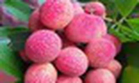 Loại vải to như quả trứng gà, giá 400.000 đồng/kg vẫn không có hàng để ăn tại Thanh Hà