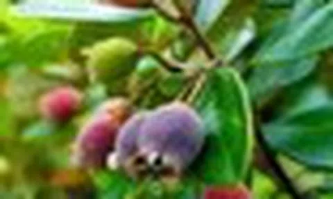 Từng rụng đầy gốc không ai nhặt, thứ quả rừng 'tím lịm' bất ngờ thành đặc sản 130.000 đồng/kg
