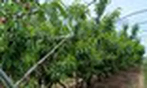 Không phải dầu thô, một mặt hàng của Iran đang gặp khó do xung đột: Mỗi lô hàng lỗ 50%, Ấn Độ bị ‘vạ lây’