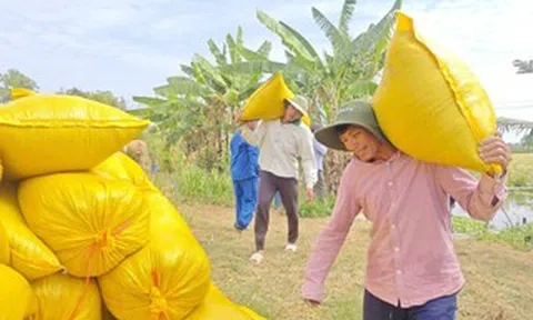 Lý do Việt Nam nhập khẩu lúa gạo đứng thứ 2 thế giới