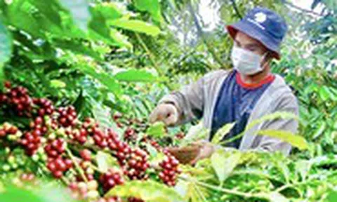 Nông dân trồng cà phê Tây Nguyên được trả bảo hiểm vì mưa lớn
