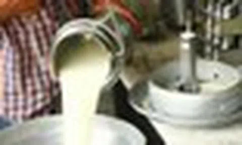 Đột kích một căn nhà, công an triệt phá đường dây sản xuất sữa giả từ hóa chất, tịch thu bột mì, sorbitol và máy pha trộn công nghiệp