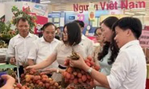 300 tấn vải đặc sản Thanh Hà phủ sóng siêu thị toàn quốc qua hệ thống Saigon Co.op