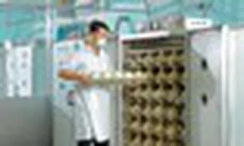 Trung tâm làm ra quả trứng nặng 1,5kg giá nửa triệu của một đại gia Việt: Chi phối 60% thị phần, công nhân phải canh hứng từng quả trứng
