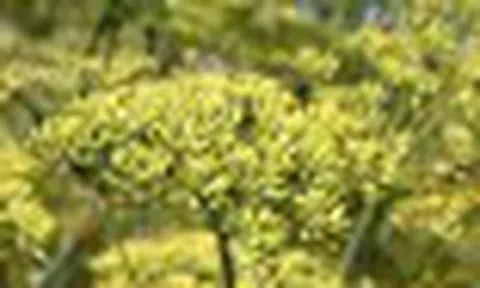 Đắt hơn sầu riêng, Việt Nam có một sản vật chỉ rất ít quốc gia trồng được: Giá gần 4.000 USD/tấn, vừa mang về hơn 17 triệu USD