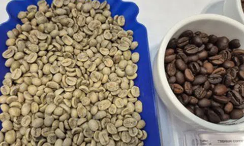 Giá cà phê hôm nay 28-5: Arabica giảm mạnh, Colombia trúng mùa