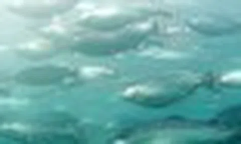 Một loài sản vật dưới nước da bạc, thịt mềm đang trở thành 'mỏ vàng' mới của người Nhật: Sản lượng tăng kỷ lục