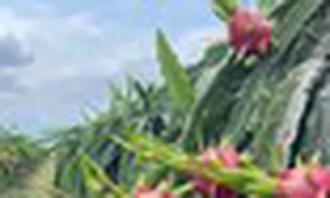 Không phải Trung Quốc, một quốc gia châu Á đang tăng mạnh nhập khẩu thanh long Việt Nam: Nhu cầu liên tục tăng mạnh, nước ta cạnh tranh với Thái Lan, Israel