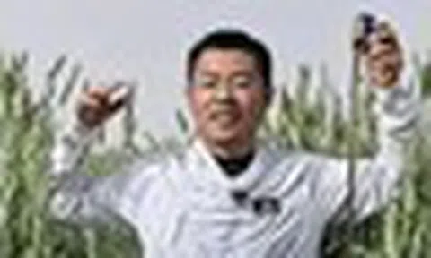 Phát hiện loại lúa lạ cao hơn con người, được trồng la liệt ở vùng đất gần 700 ha, mỗi năm thu 40.000 tấn