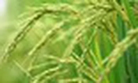 Vượt Trung Quốc, một quốc gia châu Á vừa trở thành nhà sản xuất gạo lớn nhất thế giới, sản lượng kỷ lục 154 triệu tấn
