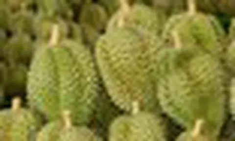 Sau Trung Quốc, Việt Nam khai phá 'mỏ vàng' sầu riêng ngay tại châu Á: Sẽ xuất khẩu kể từ tháng 7, Thái Lan, Malaysia cũng gấp rút chạy đua