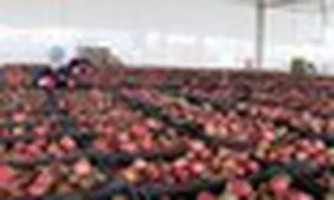Một 'báu vật' triệu USD của Việt Nam được Trung Quốc liên tục săn đón, nước ta là nhà xuất khẩu top 10 thế giới