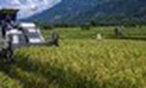 Việt Nam đã triển khai nhiều năm, Indonesia nay mới thử nghiệm cách trồng lúa cho kết quả bất ngờ