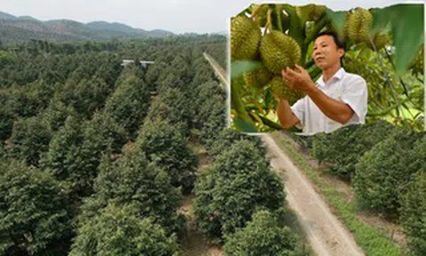 Nỗi sầu dai dẳng của ngành hàng sầu riêng