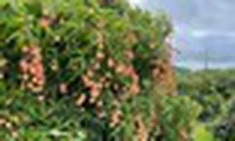 Đặc sản mùa hè của Việt Nam 'ghi điểm' tại Mỹ: Hàng chưa kịp lên kệ đã có khách đặt mua