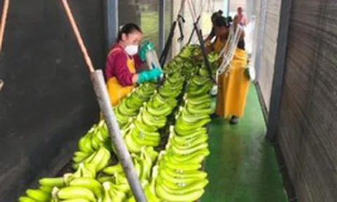 Sau gạo, Nhật Bản gặp rắc rối với loại trái cây Việt Nam đang trồng rất nhiều: Đang nhập khẩu 1 triệu tấn/năm, thiếu nguồn cung trầm trọng nhất trong 50 năm
