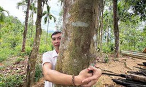 Vào vùng 'cao sơn ngọc quế' Trà Leng, nơi có nhiều vườn cây 'khủng'
