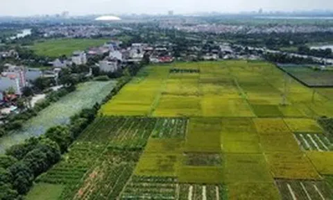 Quy định mới về xây dựng công trình trên đất lúa: Xây 1 tầng, không hầm
