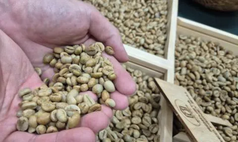 Giá cà phê hôm nay 15-6: Dự báo một tuần nhiều biến động