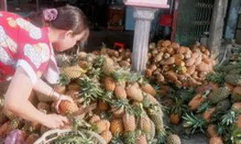 Giá khóm vùng Đồng Tháp Mười chỉ còn 4.500 đồng mỗi ký