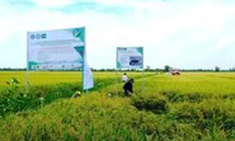 Hộ kinh doanh sắp được hỗ trợ lãi suất 2% khi đầu tư dự án xanh