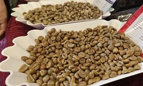 Giá cà phê hôm nay, 27-6: Robusta giao ngay vẫn "nóng"
