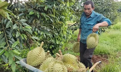 Giá sầu riêng giảm nhanh