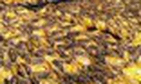 Một loại cá rẻ bèo bán đầy chợ Việt Nam, protein cao hơn cá hồi, được Nhật Bản tích cực nhập khẩu