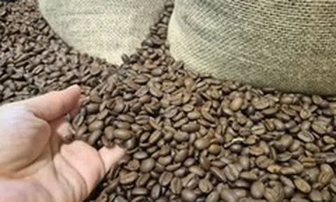 Đại ngàn không lớn lên từ một gốc cây, Robusta cũng vậy