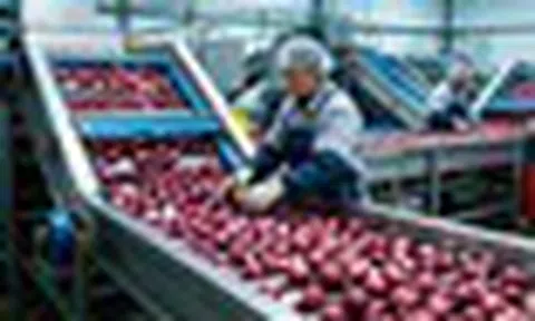 Trung Quốc kỳ vọng 'hái quả ngọt' với mặt hàng Việt Nam đang trồng rất nhiều: Nguồn cung khan hiếm, giá ngày càng đắt đỏ