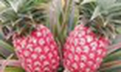 Trung Quốc quyết tâm làm giàu với trái cây quen thuộc của người Việt: Tạo ra giống mới không quốc gia nào có, sẽ xuất khẩu 5 triệu cây giống