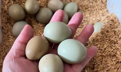 Giá cả đầu ngày: Trứng chim trĩ hút khách, giá rau củ vẫn neo cao, Cần Thơ dự trữ gần 3.000 tỉ đồng hàng Tết