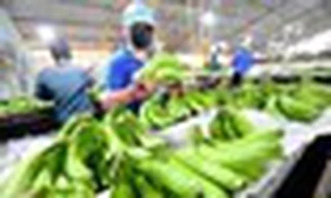 Đại gia dầu mỏ tìm nguồn cung chuối Việt Nam: Nhu cầu 5–9 container mỗi tuần, 4-6 nải/buồng...
