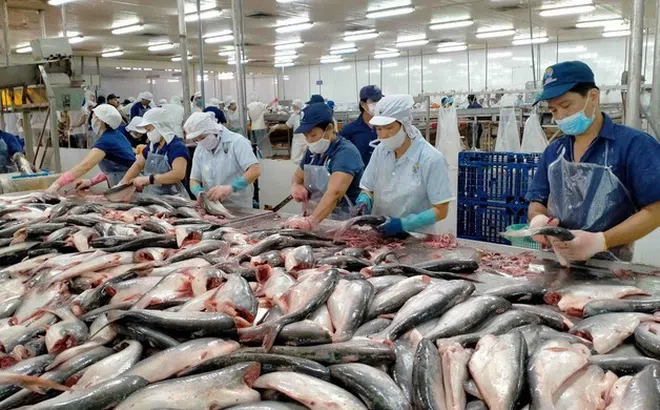 Cá tra Việt Nam lấy lại đà tăng trưởng từ thị trường Trung Quốc