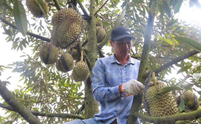 Phập phồng mùa thu hoạch sầu riêng