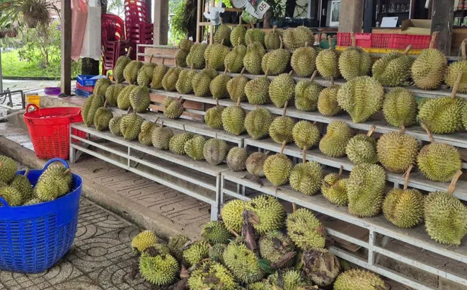 Giá sầu riêng tăng nóng, vì sao nông dân vẫn than khó xuất khẩu?