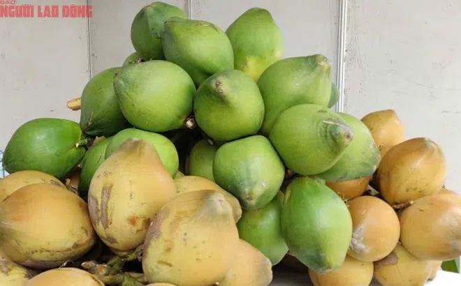 Điều gì khiến giá dừa tươi đột ngột giảm sâu?