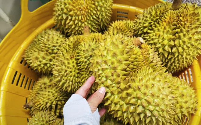 Dự báo xuất khẩu sầu riêng sang Trung Quốc 2026, liệu có vượt qua Thái Lan?