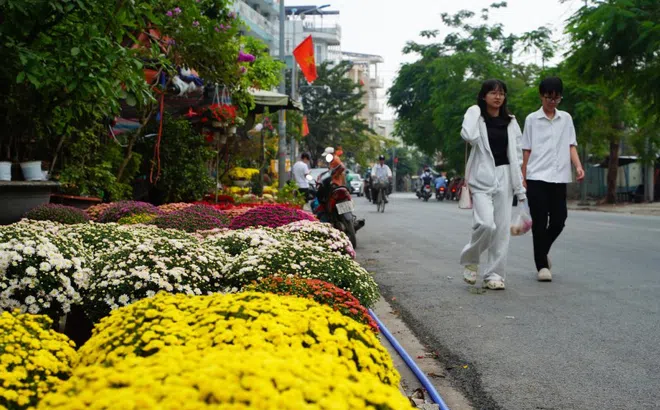 Hoa Tết nở sớm, nhiều điểm bán lẻ đã 'họp chợ' giữa tháng chạp