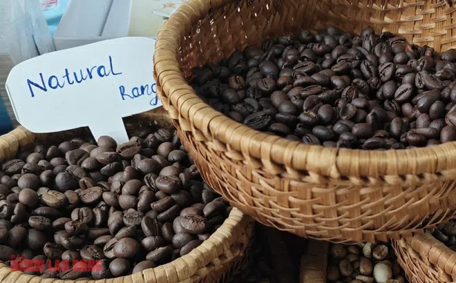 Giá cà phê hôm nay 10-2: Đồng loạt tăng trở lại