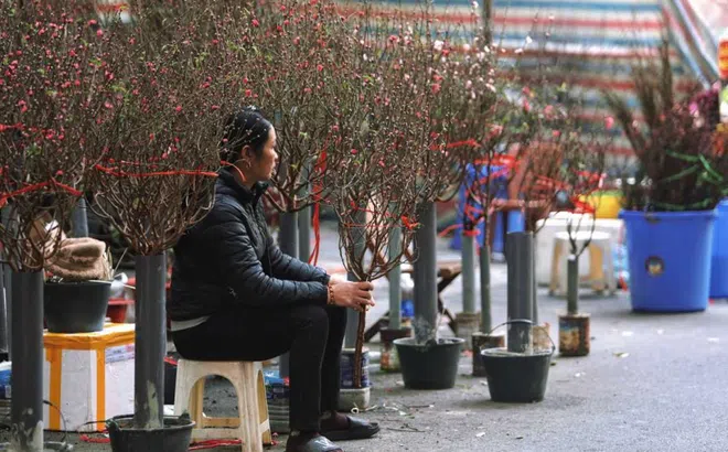 Đào, quất ế ẩm, tiểu thương đỏ mắt chờ "thượng đế"
