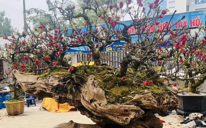 Đào thất thốn bạc tỷ xuống phố