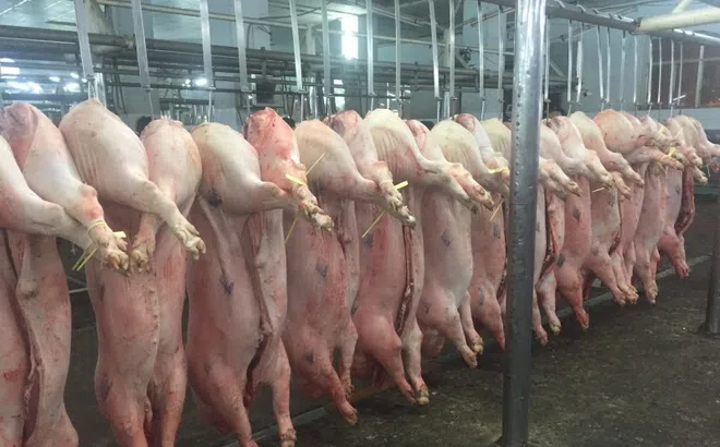 Giá heo hơi hôm nay, 13-2: Diễn biến lạ tại chợ đầu mối