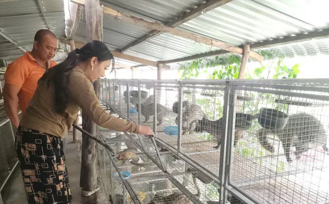 Người dân Cà Mau làm giàu nhờ nuôi chồn hương sinh sản