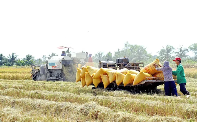 Thủ tướng yêu cầu tăng thu mua lúa, không để nông dân bị ép giá