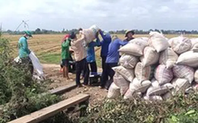 Lúa thu hoạch rộ, thương lái chậm mua