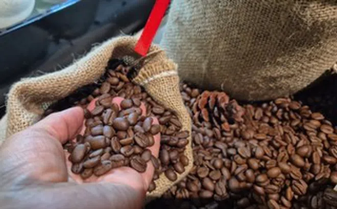 Giá cà phê hôm nay 13-3: Điều gì khiến Robusta và Arabica bật tăng rất mạnh?